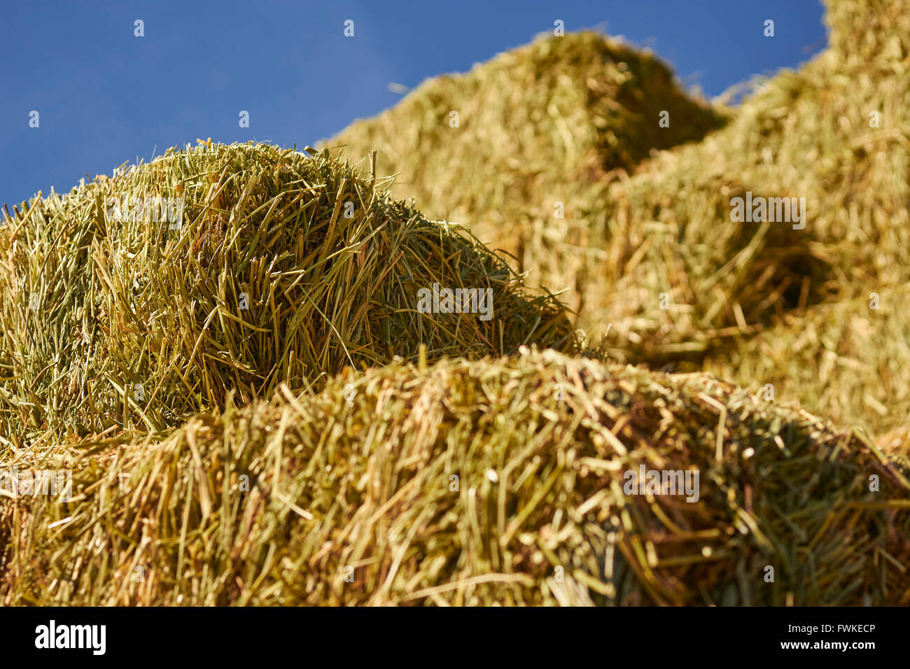 rectangular hay bales stacked, Madrid, New Mexico, USA Stock Photo