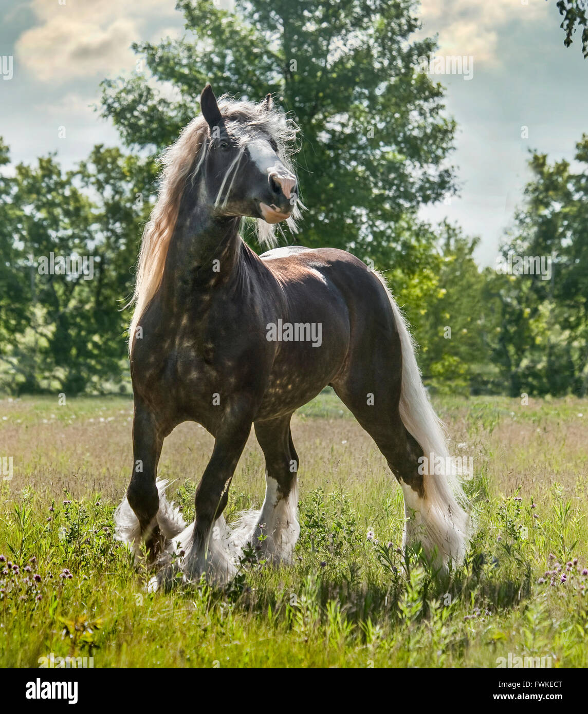 Gypsy Vanner Horse stallion Stock Photo