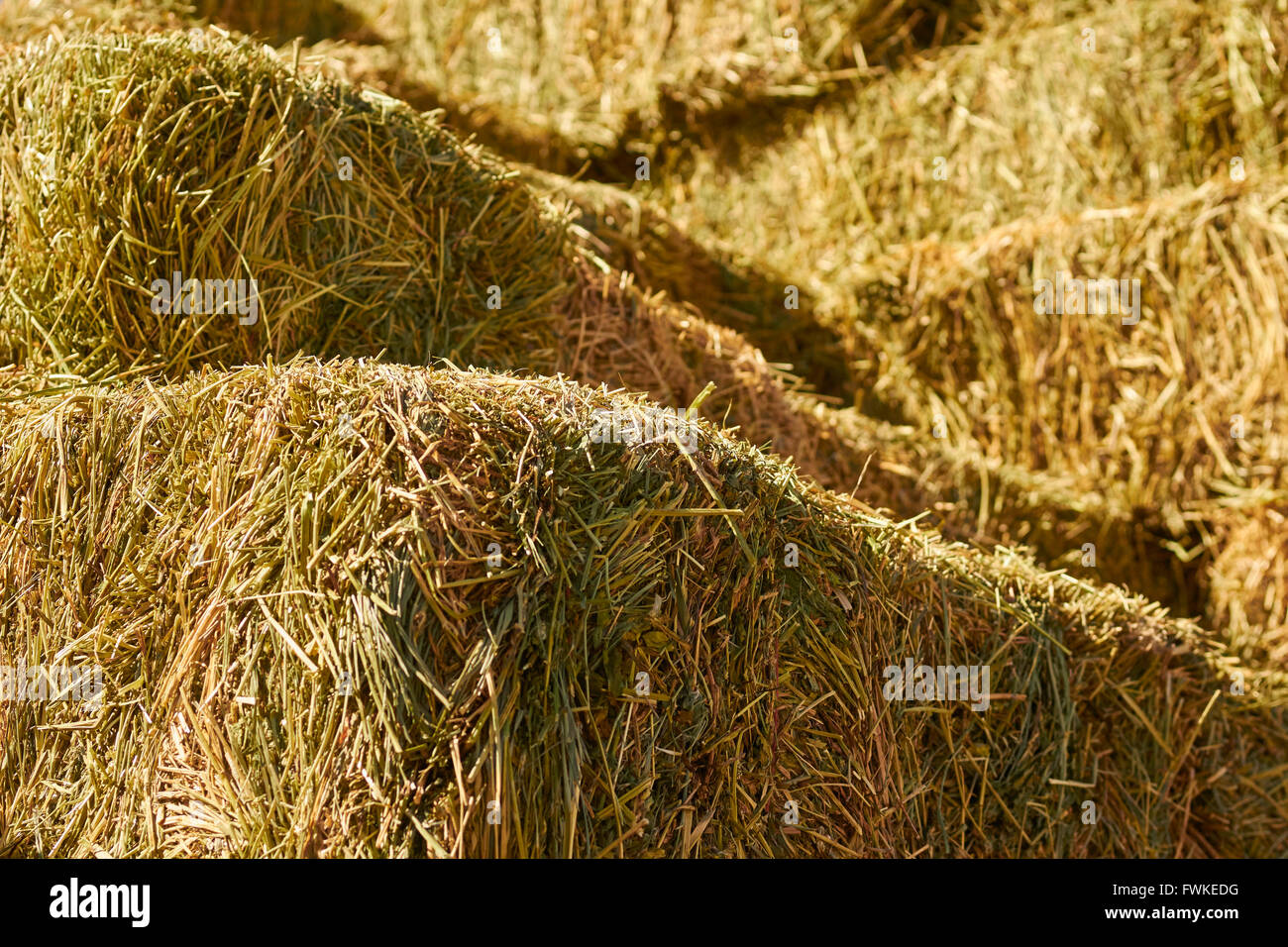 rectangular hay bales stacked, Madrid, New Mexico, USA Stock Photo