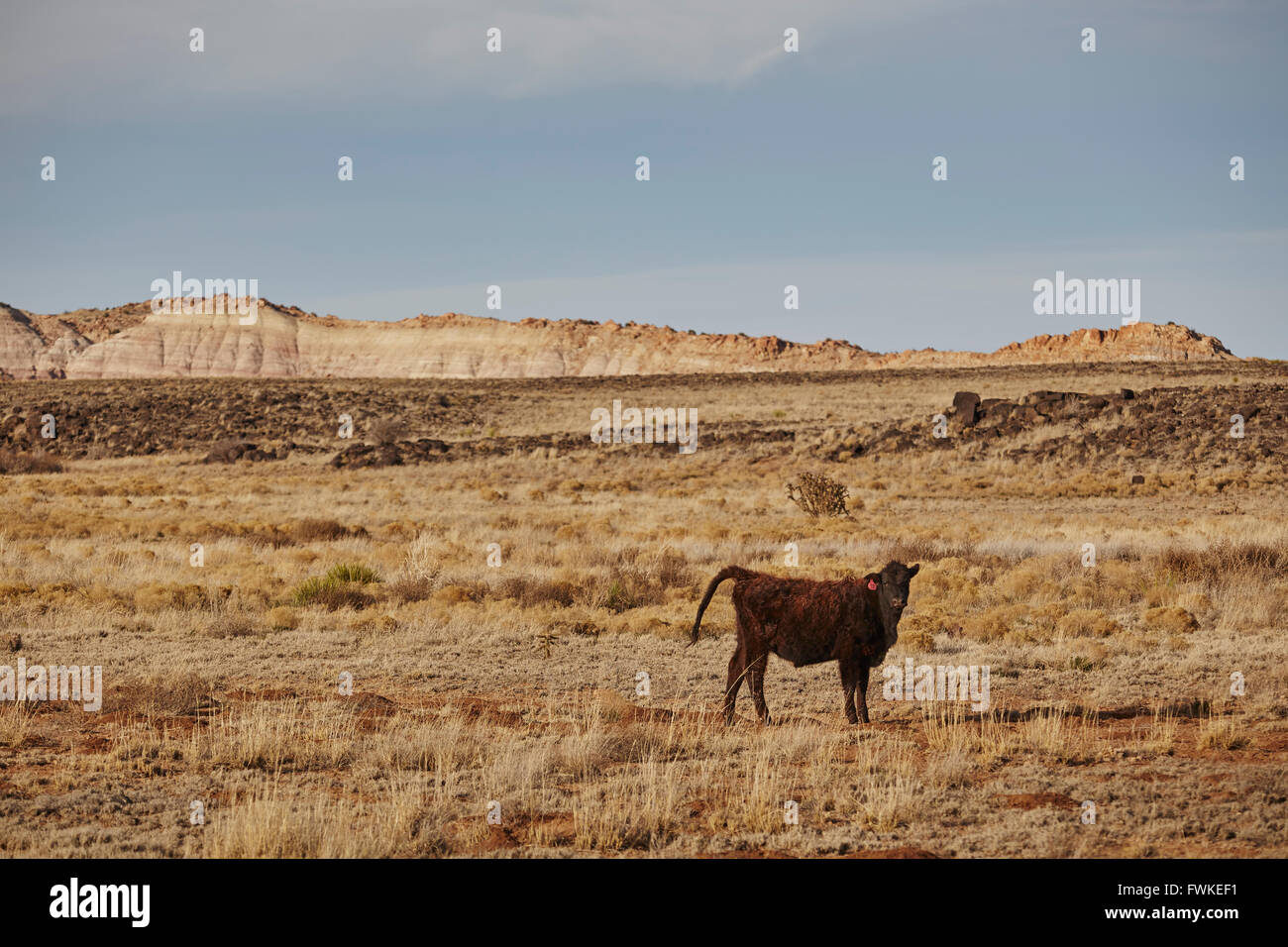 roaming cow near Albuquerque, New Mexico, USA Stock Photo