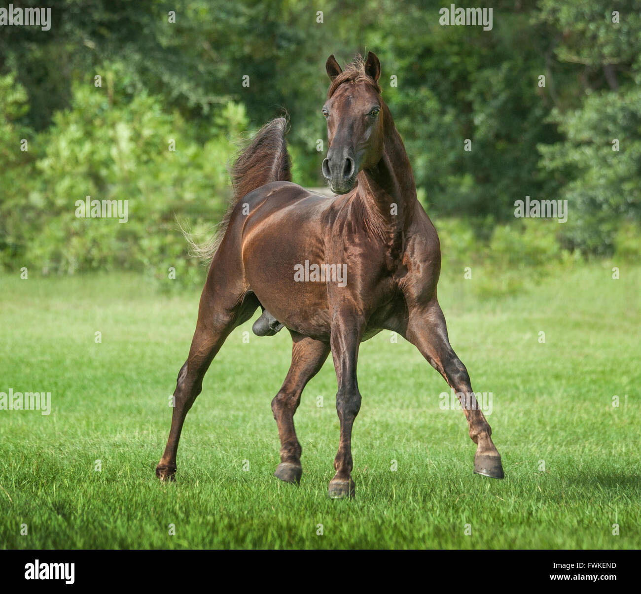 Missouri Fox Trotter stallion Stock Photo
