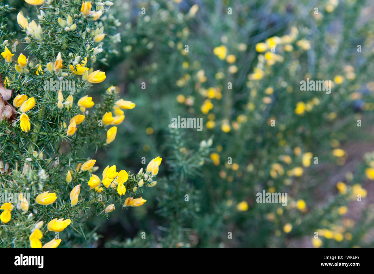 Yellow wild flowers growing in a countryside hedge Stock Photo Alamy