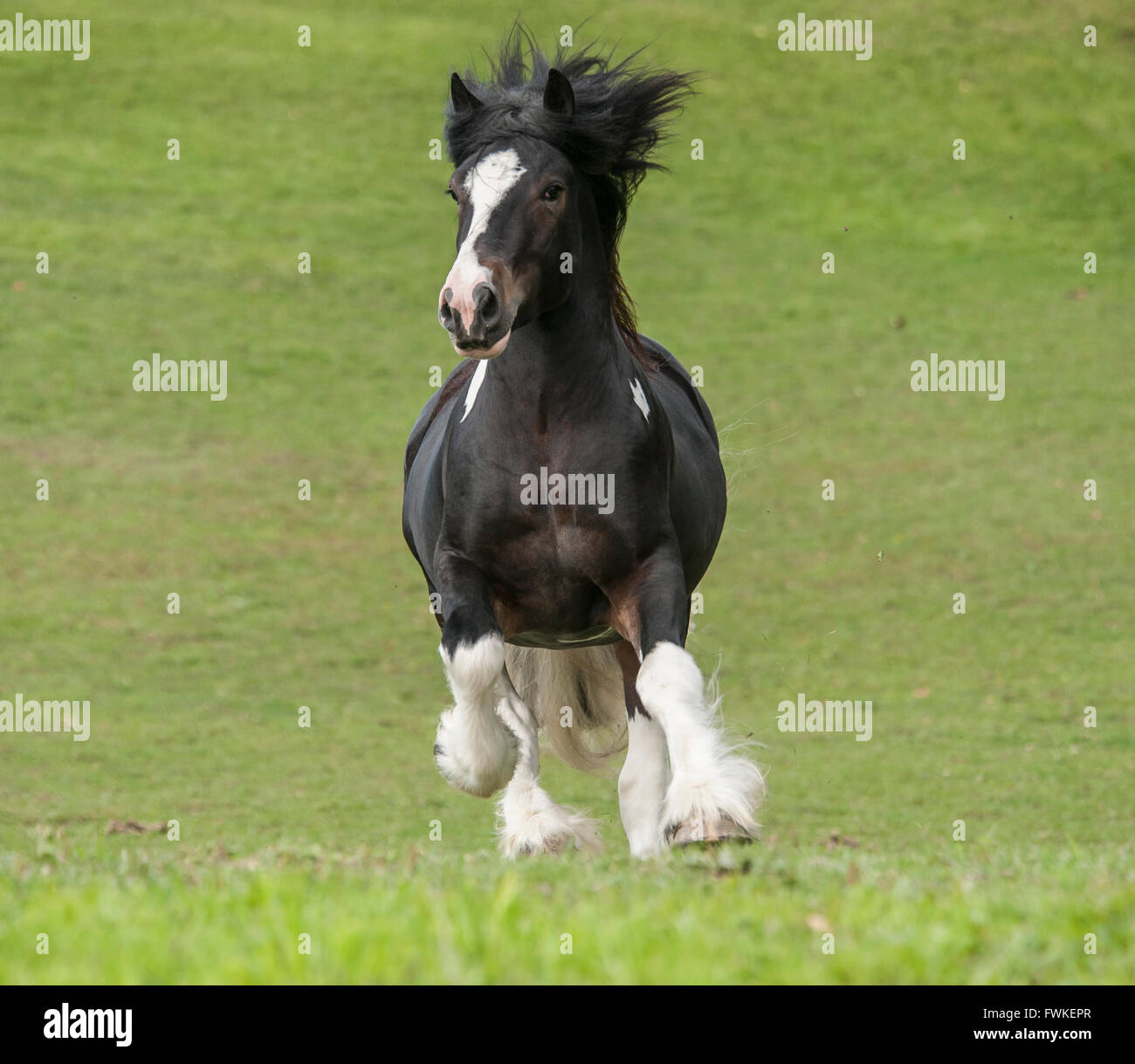 Gypsy Vanner Horse stallion. Stock Photo