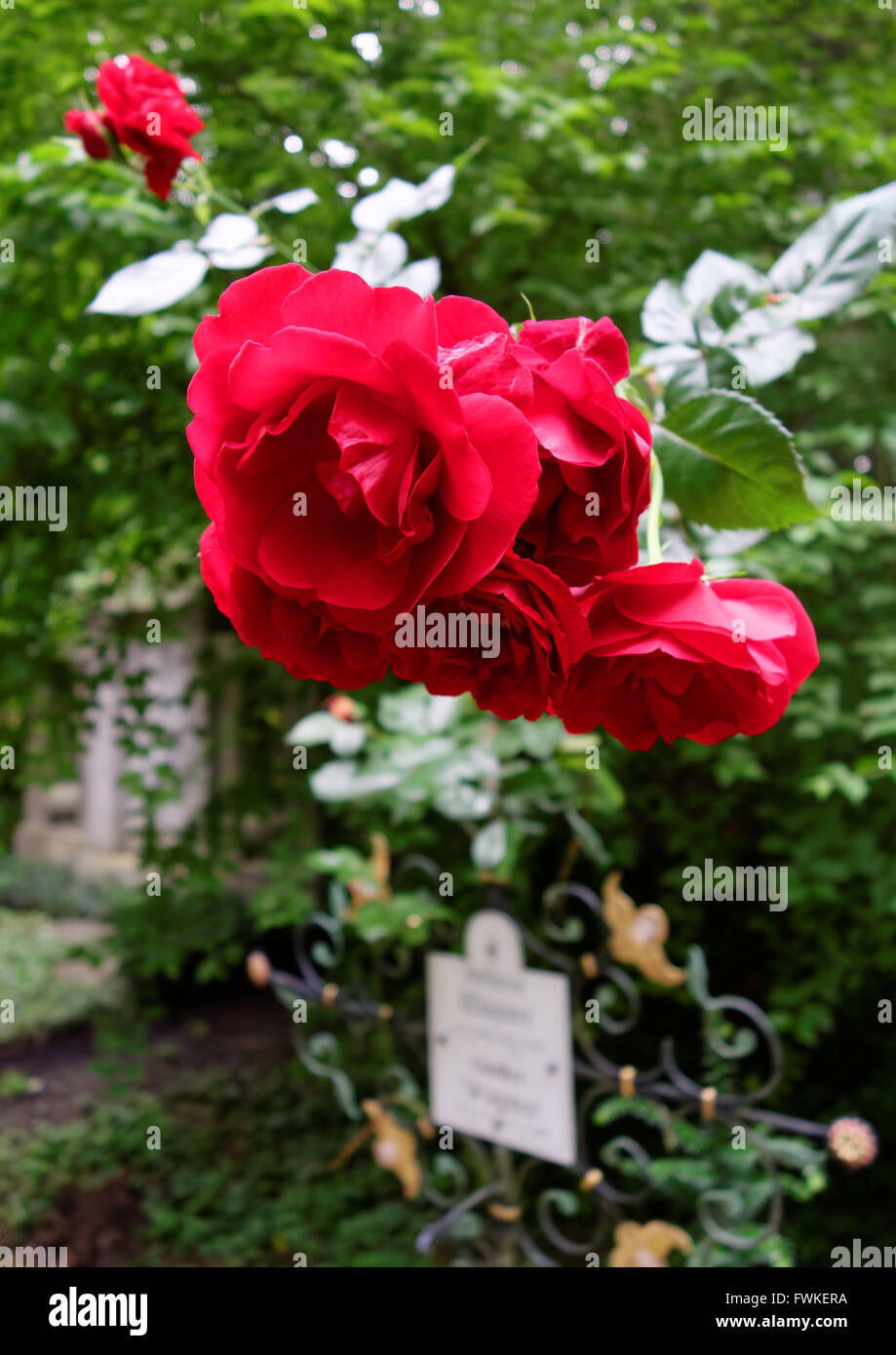 Flower Rose Grave Stock Photos & Flower Rose Grave Stock Images Alamy