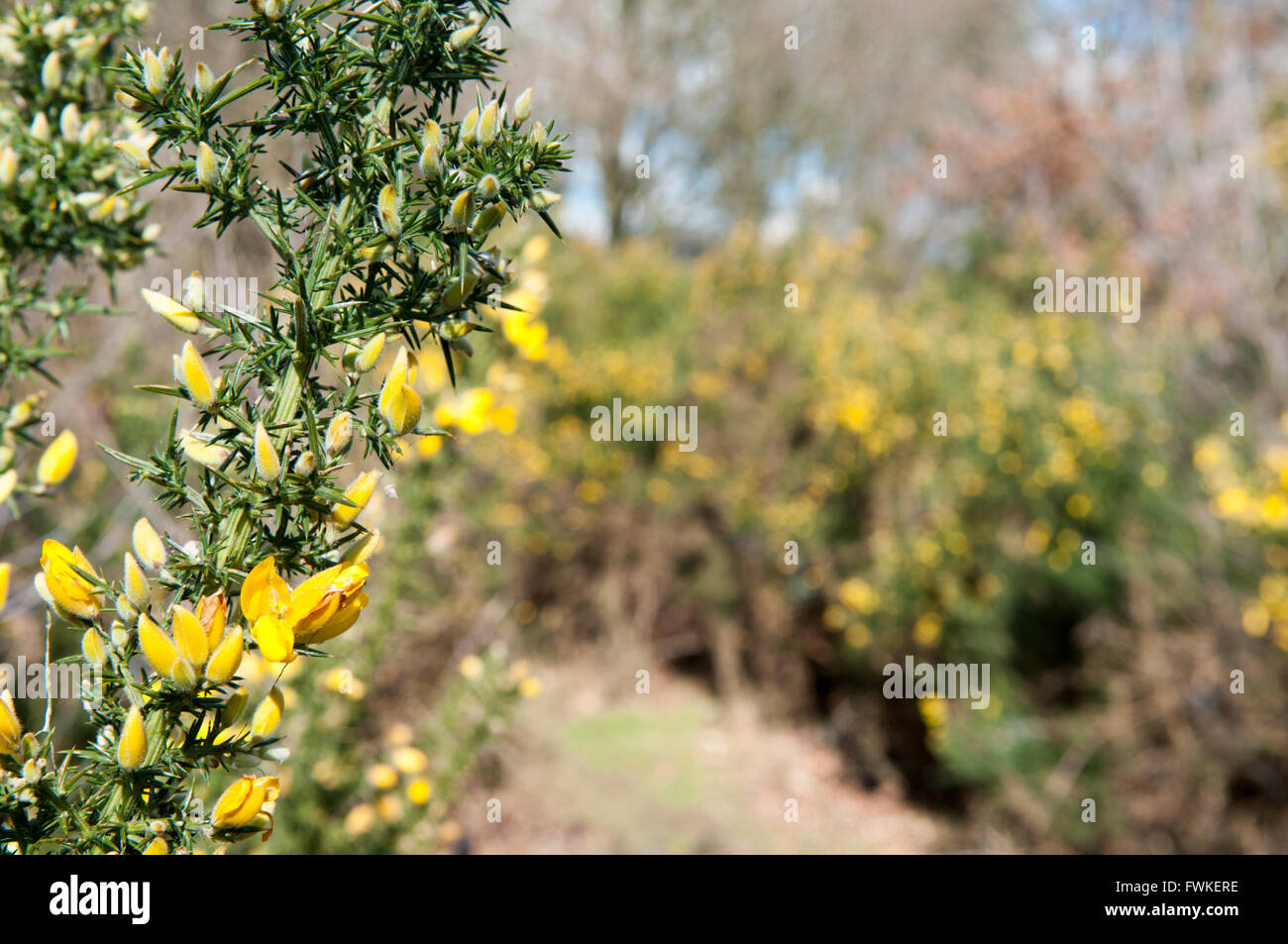 Yellow wild flowers growing in a countryside hedge Stock Photo Alamy