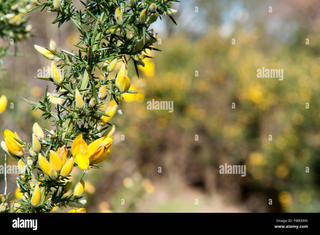 Yellow wild flowers growing in a countryside hedge Stock Photo Alamy
