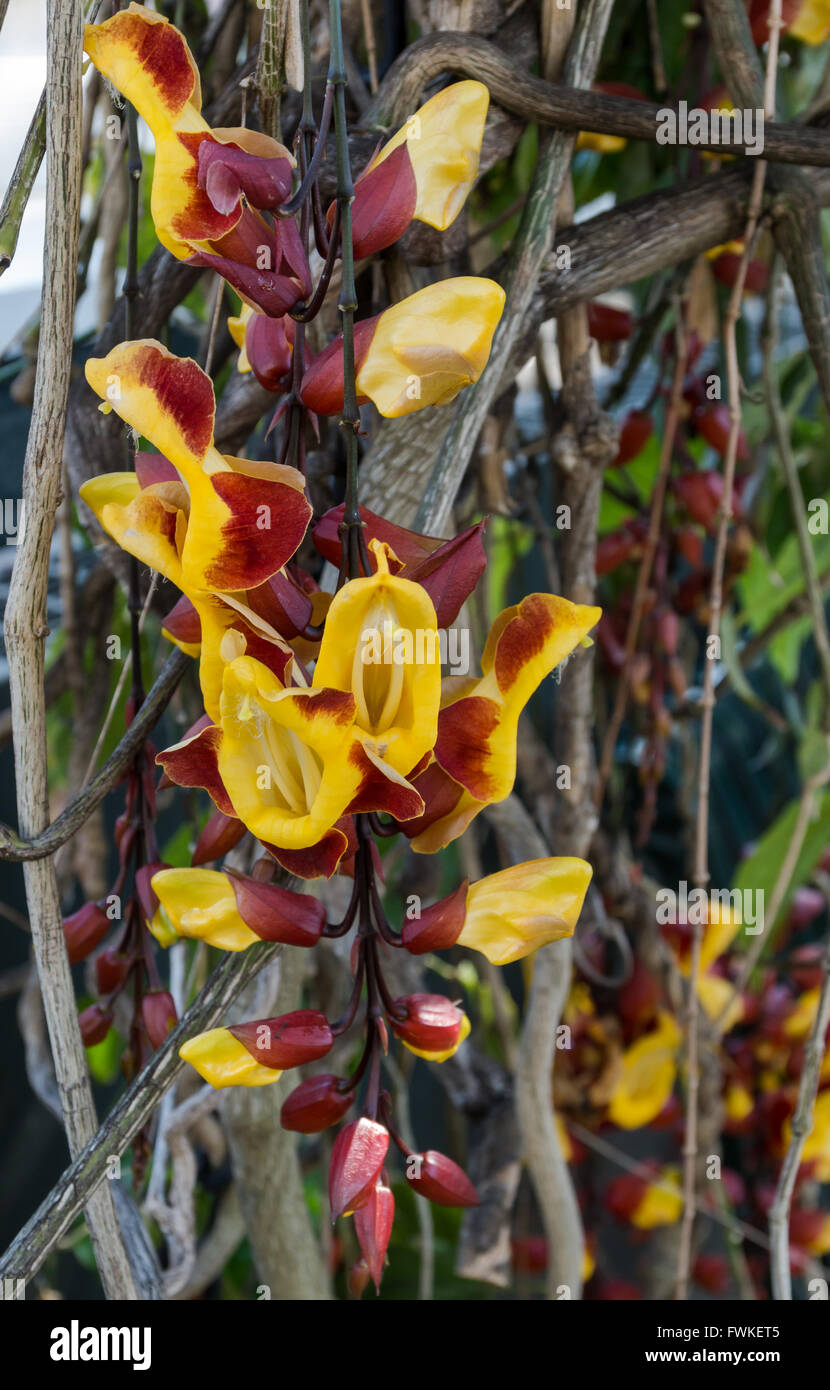 Flowers on a Mysore Trumpetvine / Indian Clock Vine - (Thunbergia Mysorensis - Acanthaceae) Stock Photo