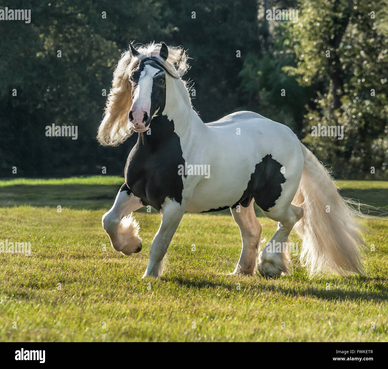 Gypsy Vanner horse stallion Stock Photo