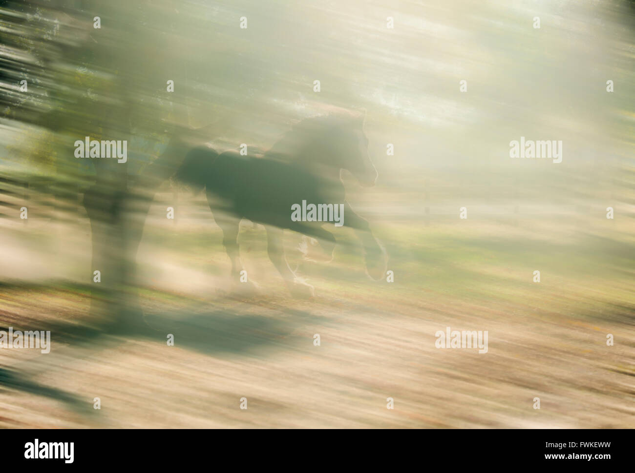 Gypsy Vanner horse stallion Stock Photo