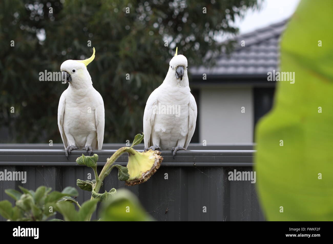 White Cockatoos or known as Sulphur-crested Cockato on metal fence Stock Photo