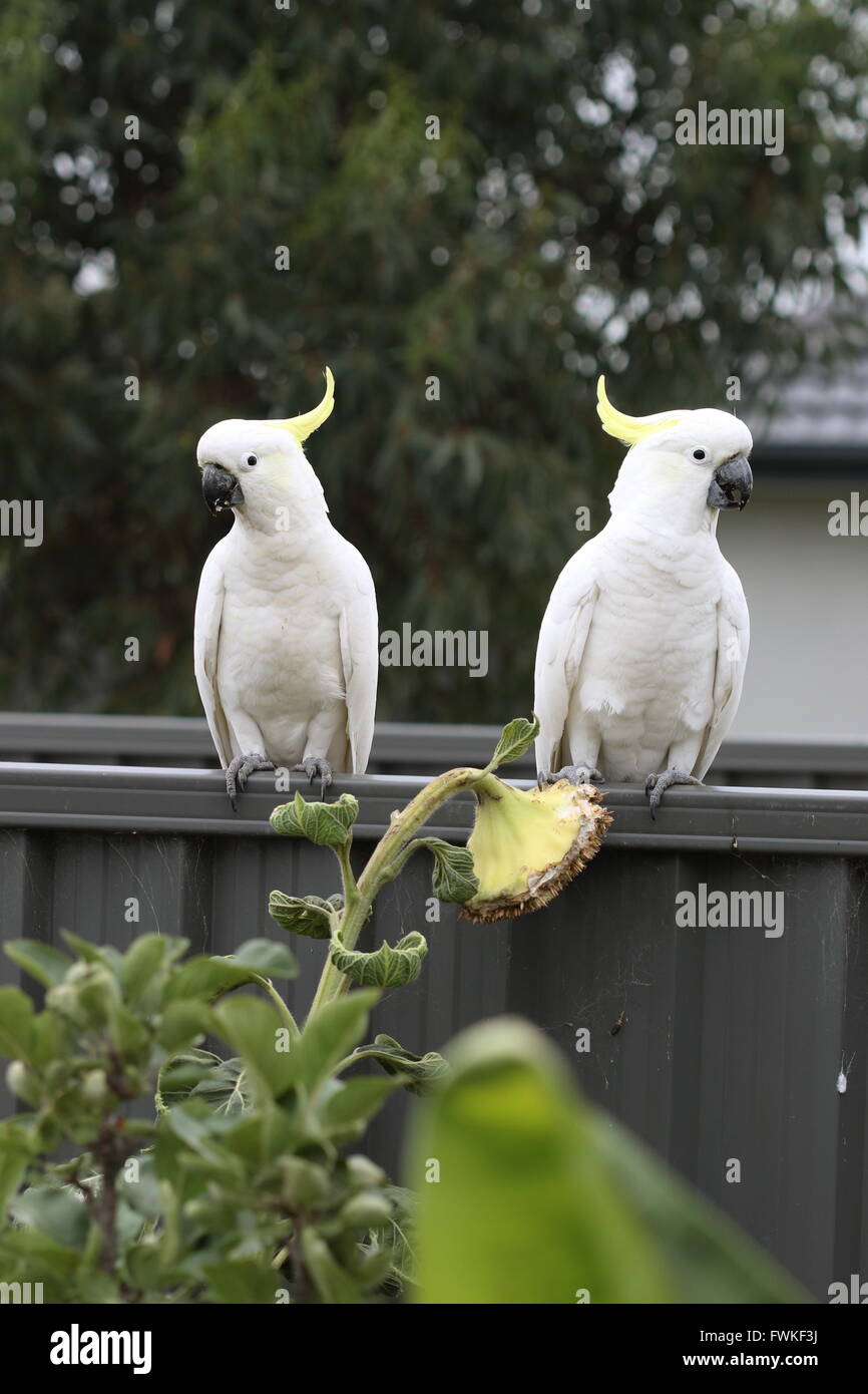 White Cockatoos or known as Sulphur-crested Cockato on metal fence Stock Photo
