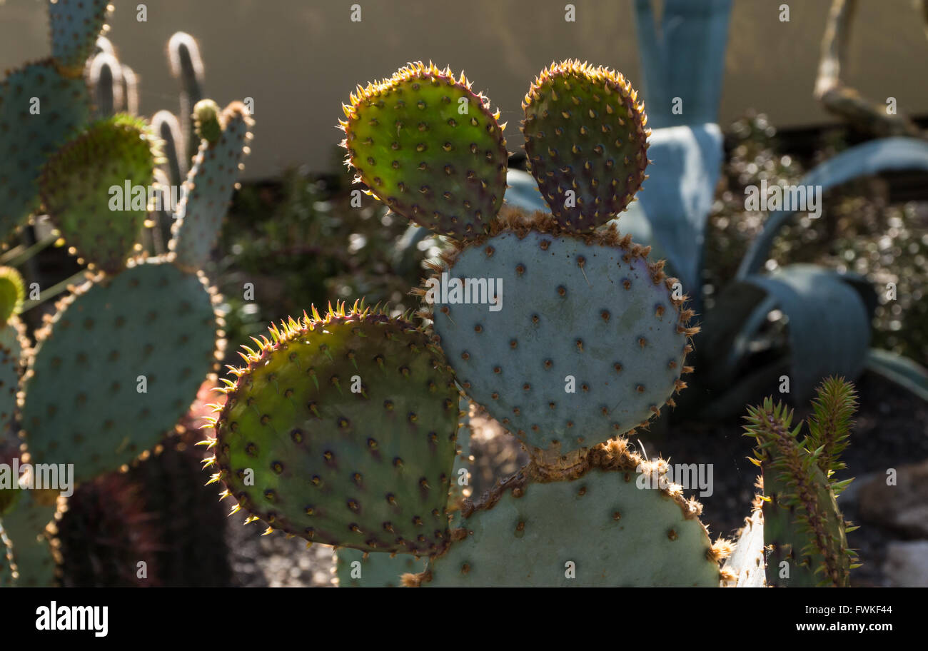 Opuntia santa rita opuntia santa rita hires stock photography and