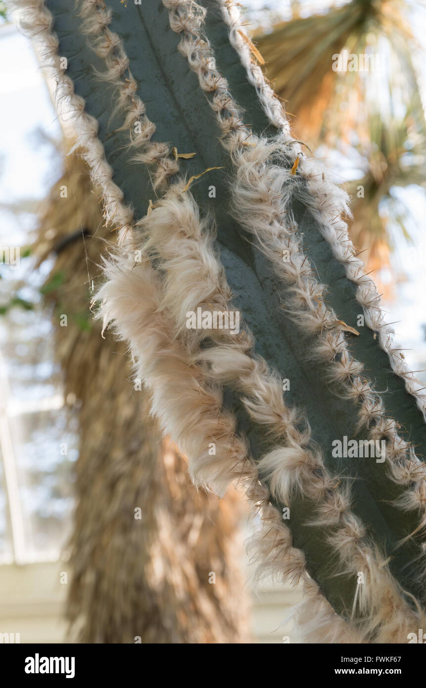 Close up of a woolly Torch cactus (pilosocereus leucocephalus - cactaceae) in a conservatory Stock Photo