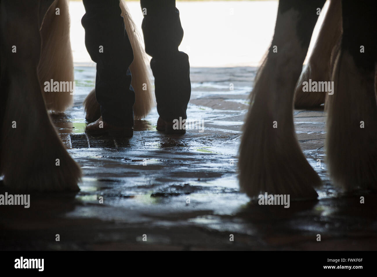 Legs, feet and hooves on barn floor Stock Photo