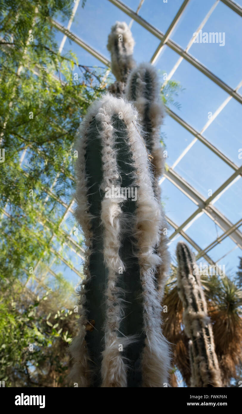 Woolly Torch cactus (pilosocereus leucocephalus - cactaceae) in a conservatory in a conservatory Stock Photo