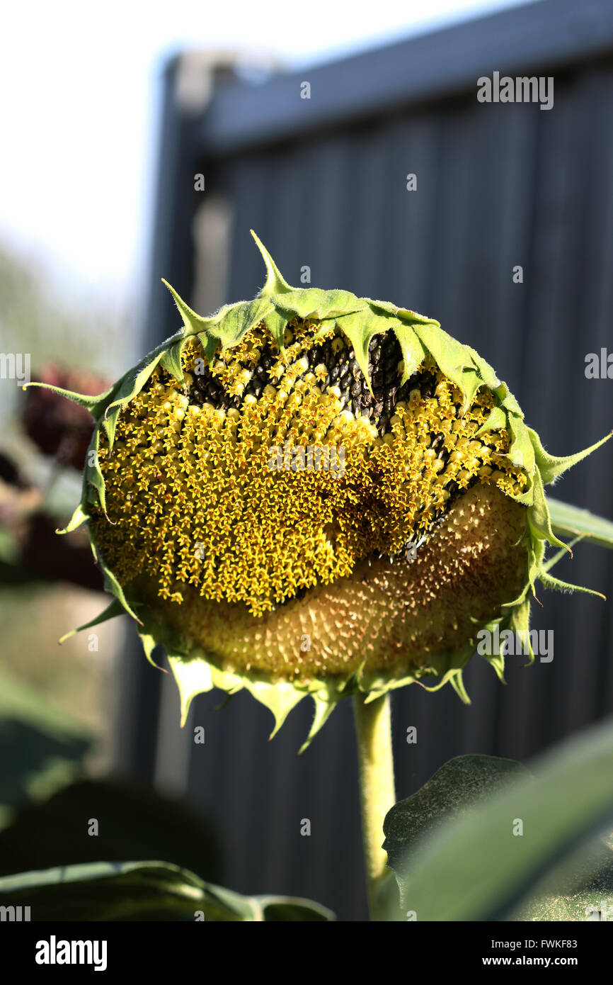 Half eaten fresh sunflower seeds crown Stock Photo