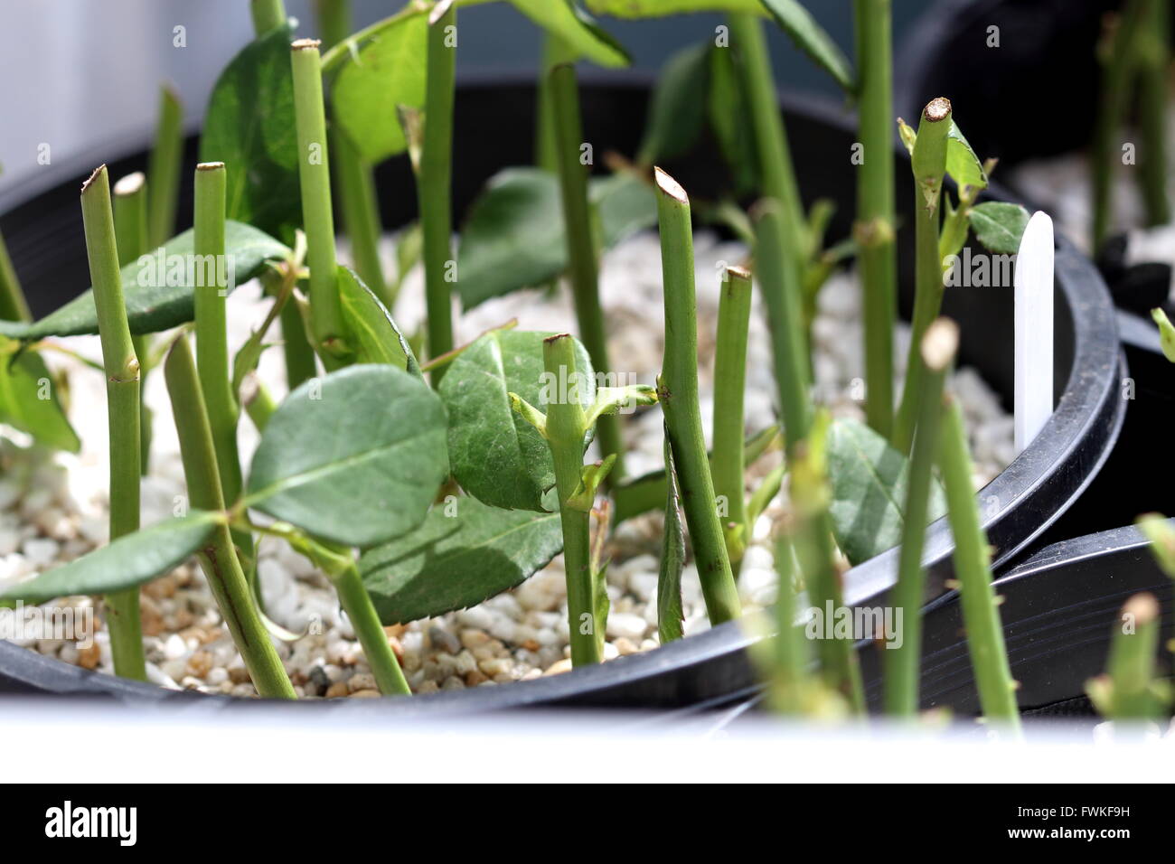 Growing Roses From Cuttings Stock Photo Alamy