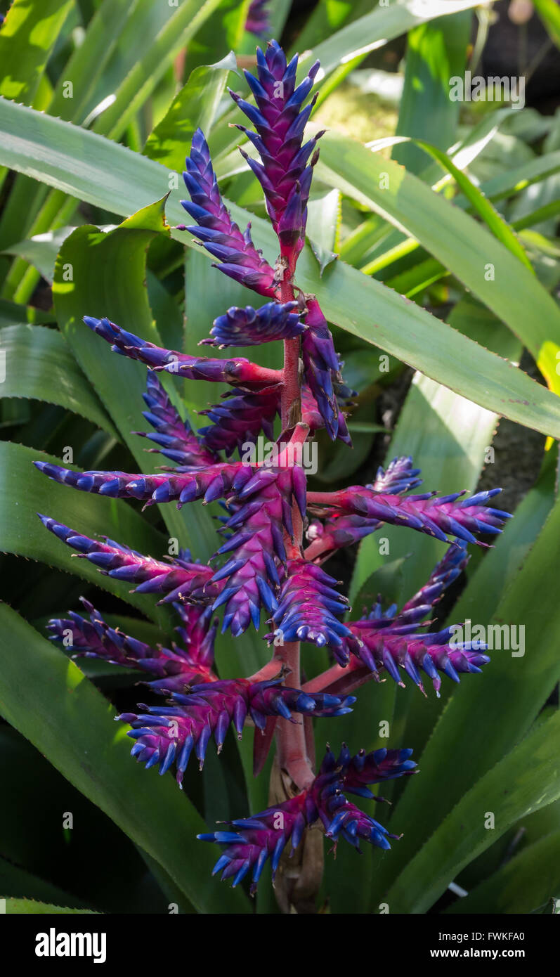 Pink and purple/ blue flower stalks of the Aechmea 'Blue Tango' cultivar (bromeliaceae / Bromeliad) Stock Photo