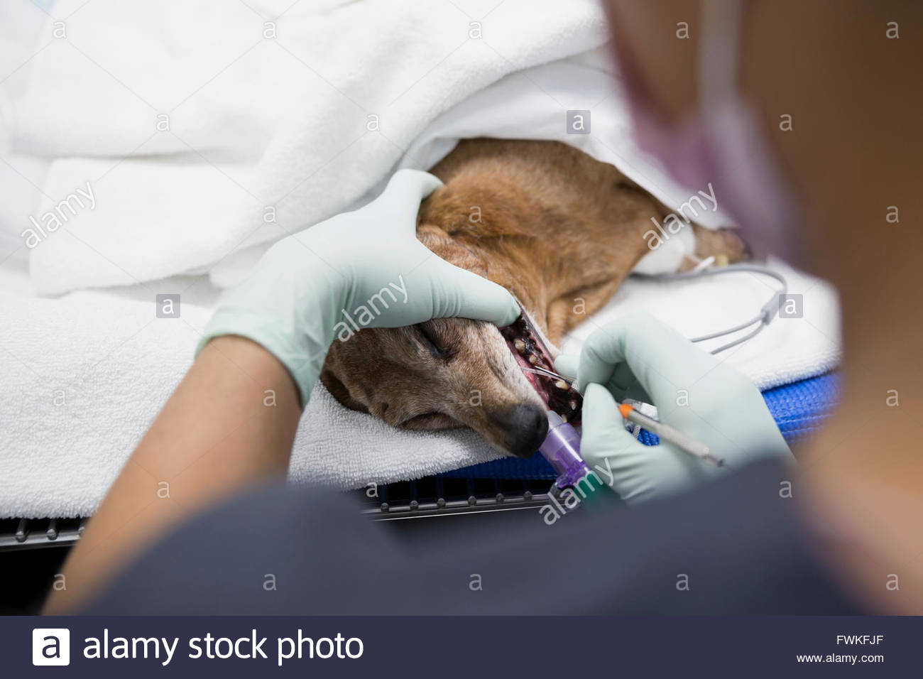 Veterinarian cleaning sedated dog Stock Photo Alamy