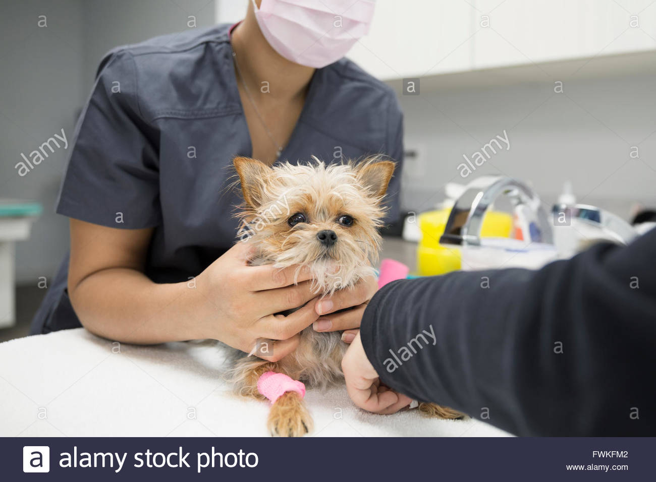 Animal Health Technician Stock Photos & Animal Health Technician Stock