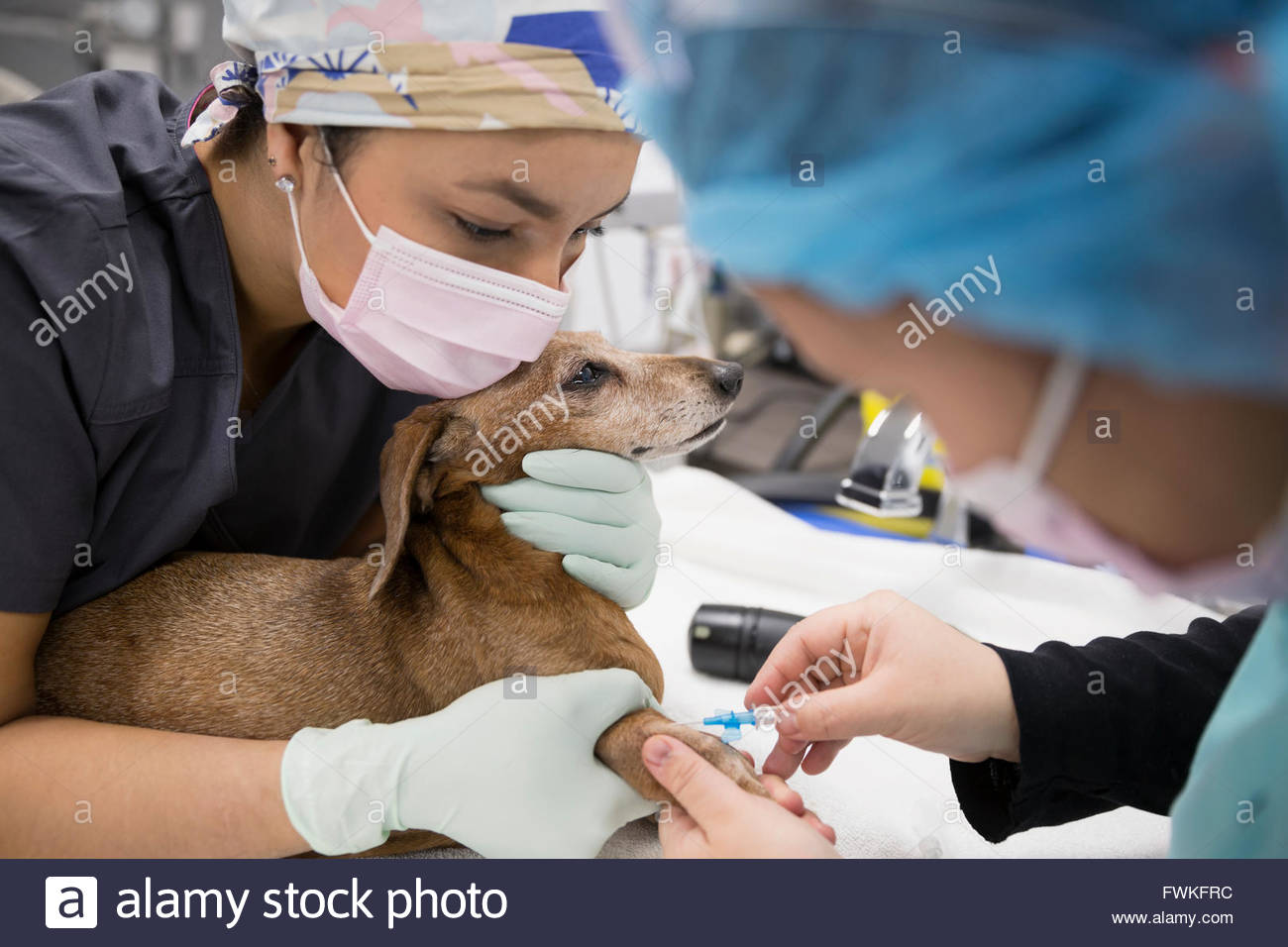 Animal Health Technician Stock Photos & Animal Health Technician Stock