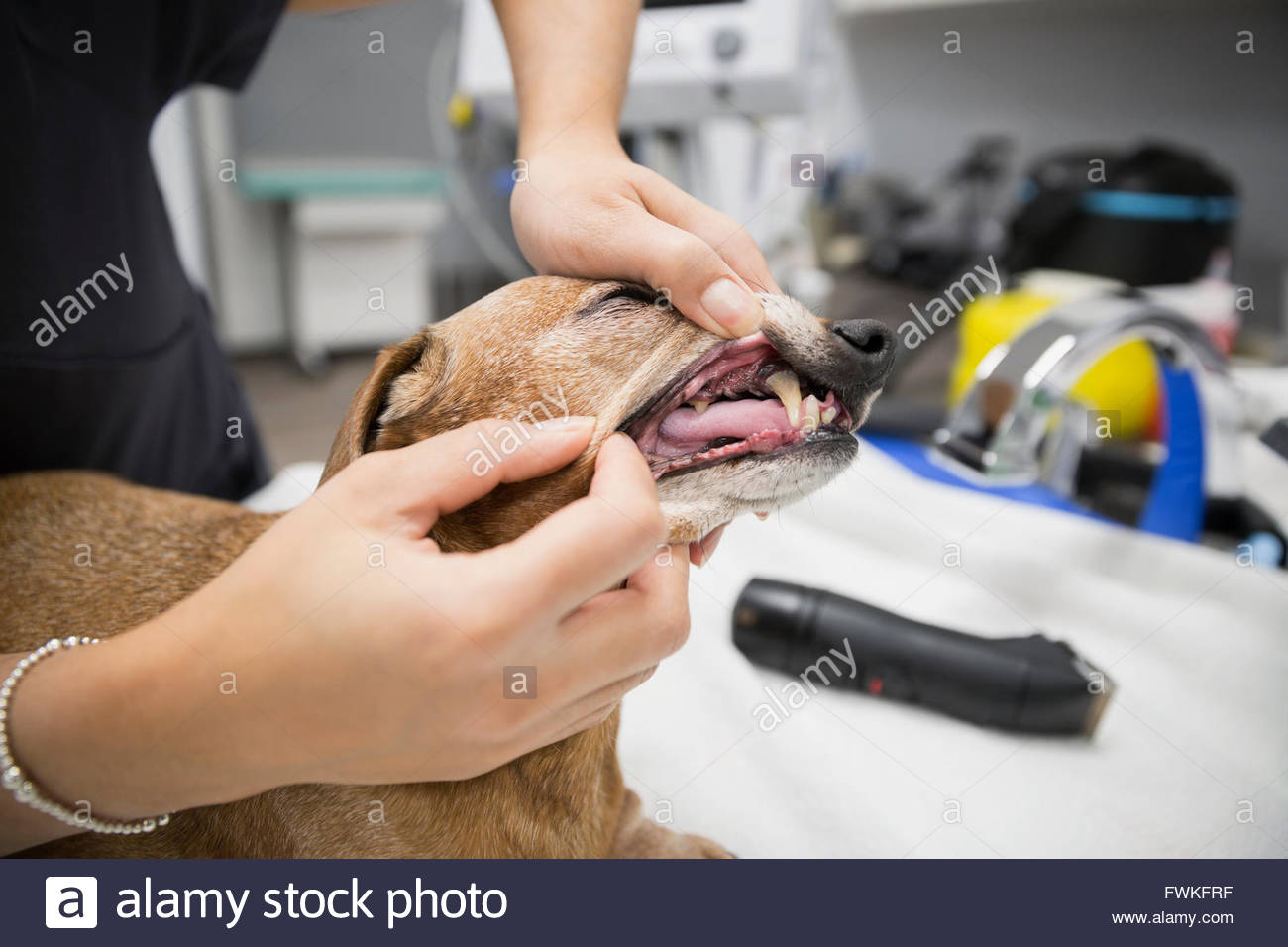 Veterinarian checking dog Stock Photo Alamy