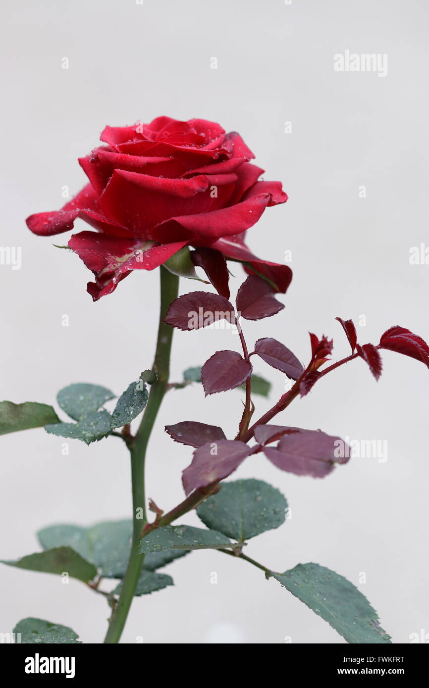Single Red Rose in full bloom Stock Photo - Alamy