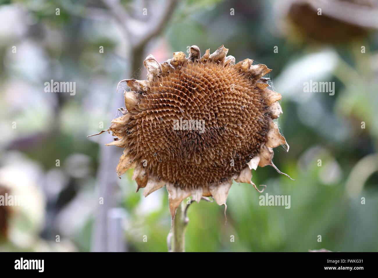 Half eaten Dried sunflower seeds crown Stock Photo