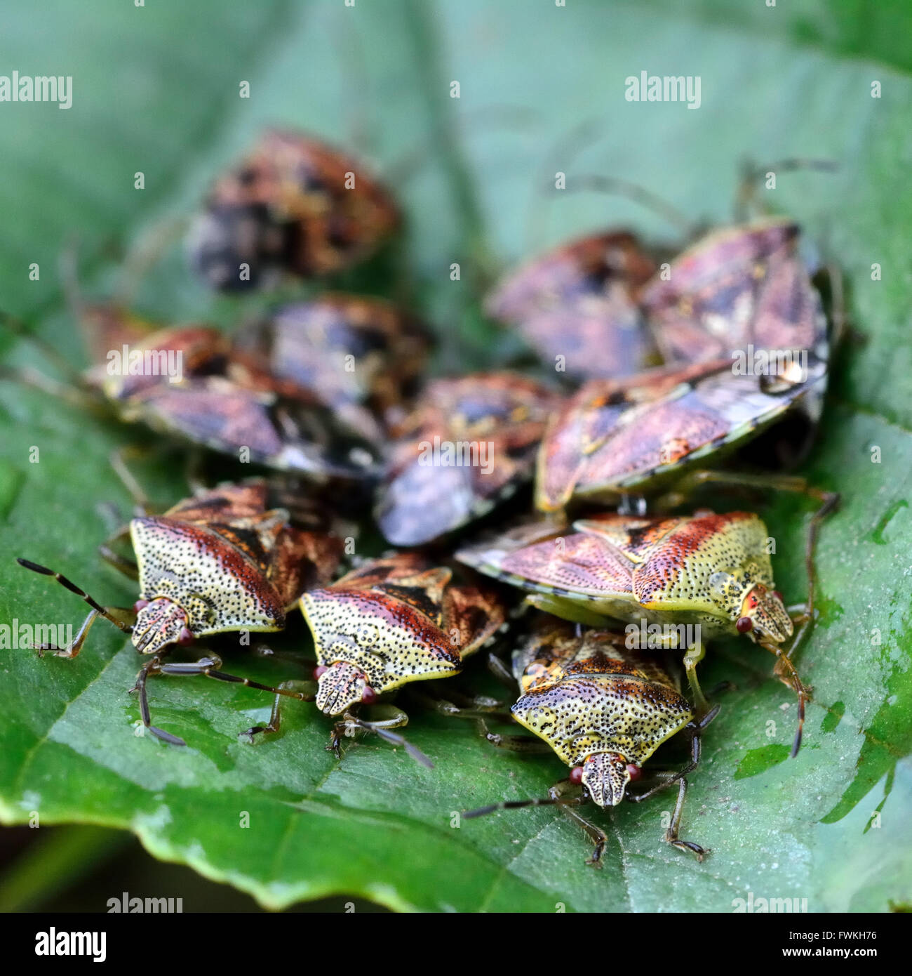 Shieldbugs hires stock photography and images Alamy