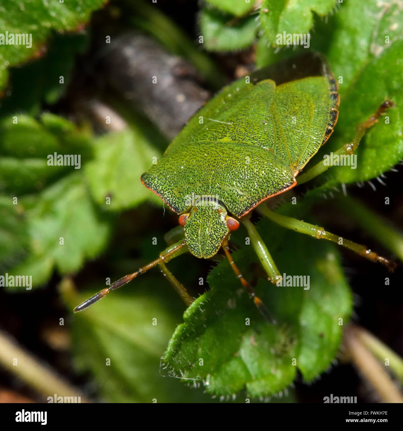 Common green shieldbug (Palomena prasina). Large green true bug in the family Pentatomidae, showing orange red compound eyes Stock Photo