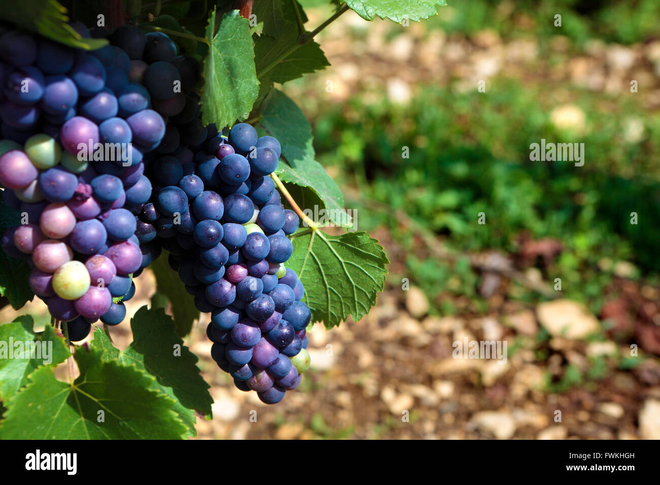 сорт винограда шардоне вина. сорт белого винограда из бургундии 7. белый виноград шардоне. бургундия виноградники шардоне. сорт белого винограда из бургундии 7.