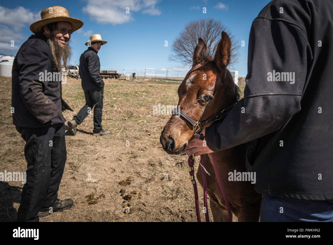 Rawlinsville, PA Amish Mud Sale, held every spring in Lancaster, PA