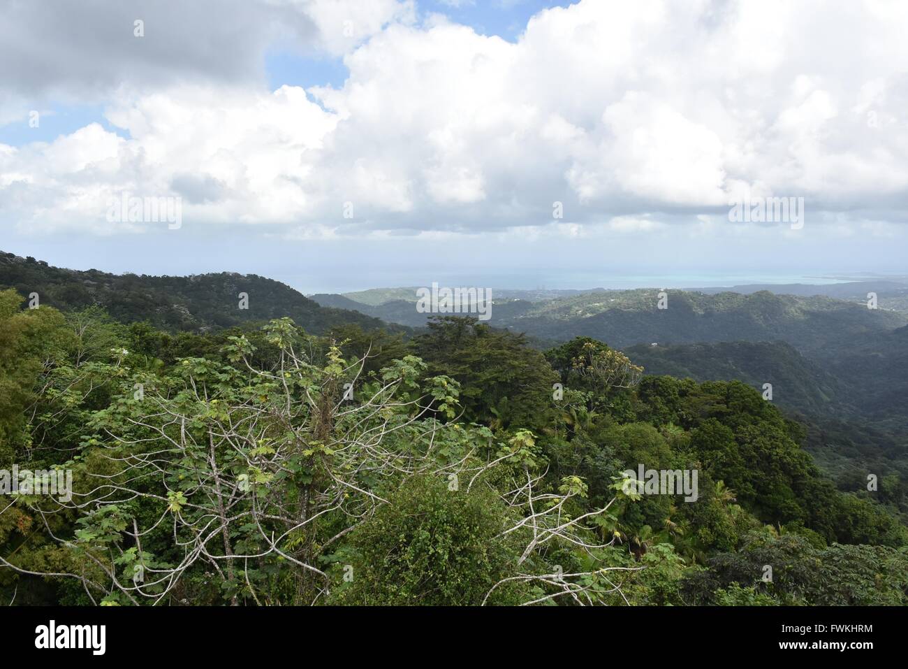 View of the Puerto Rico rain forest Stock Photo Alamy