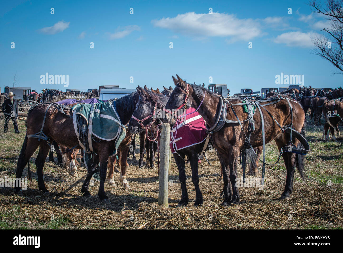 Rawlinsville, PA Amish Mud Sale, held every spring in Lancaster, PA
