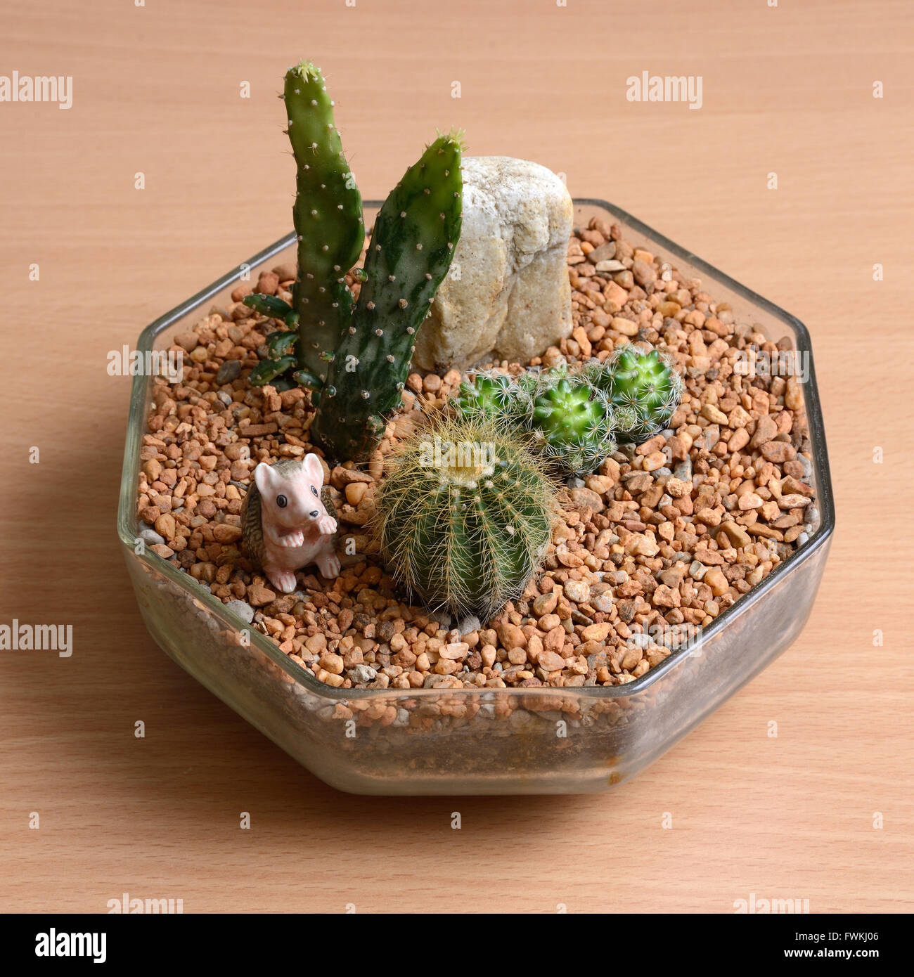 palmex cactus Polaskia chichipe – Foliage Factory main image 1
