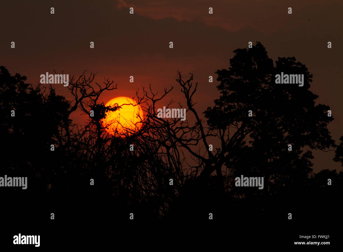 Sunset in forest- lights are coming through Tree branches Stock Photo