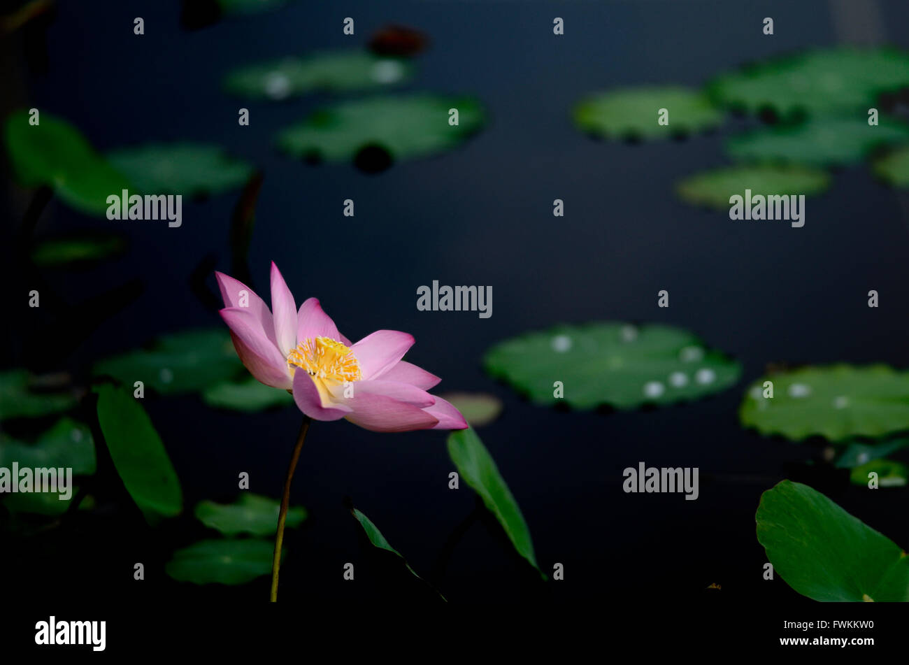 Water drop on lotus leaves hi-res stock photography and images - Alamy