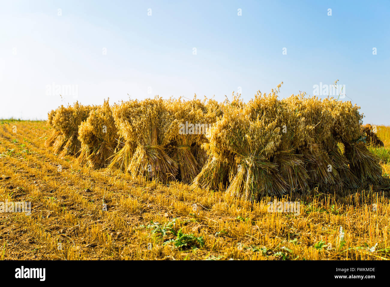 Harvest field in Hebei province, China Stock Photo