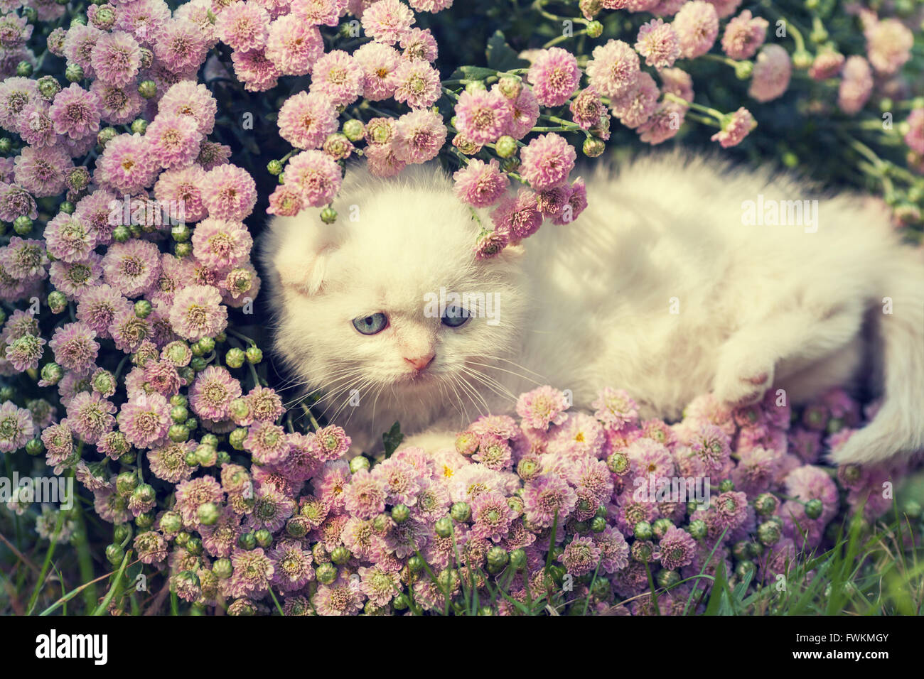 Cute little kitten hiding in flowers on the lawn Stock Photo - Alamy