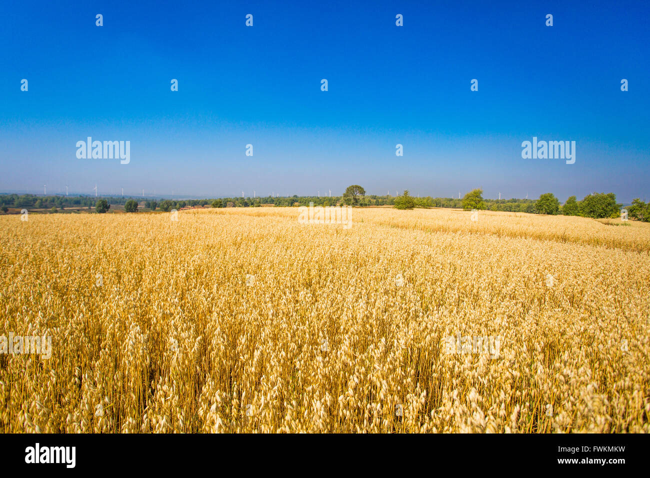 Gold field in Hebei province, China Stock Photo