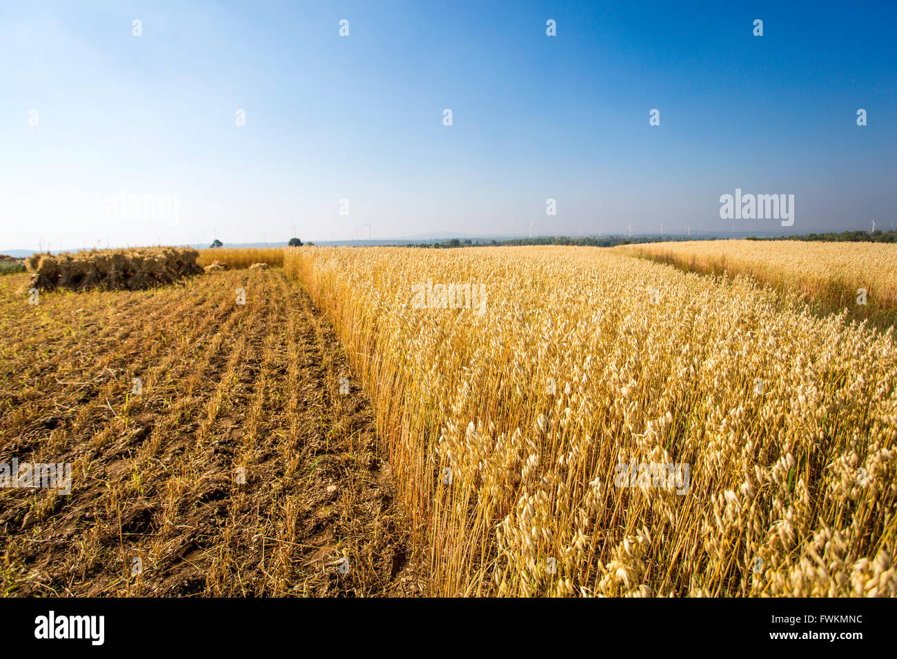Harvest field in Hebei province, China Stock Photo