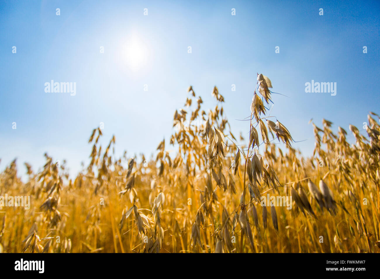 Gold field in Hebei province, China Stock Photo