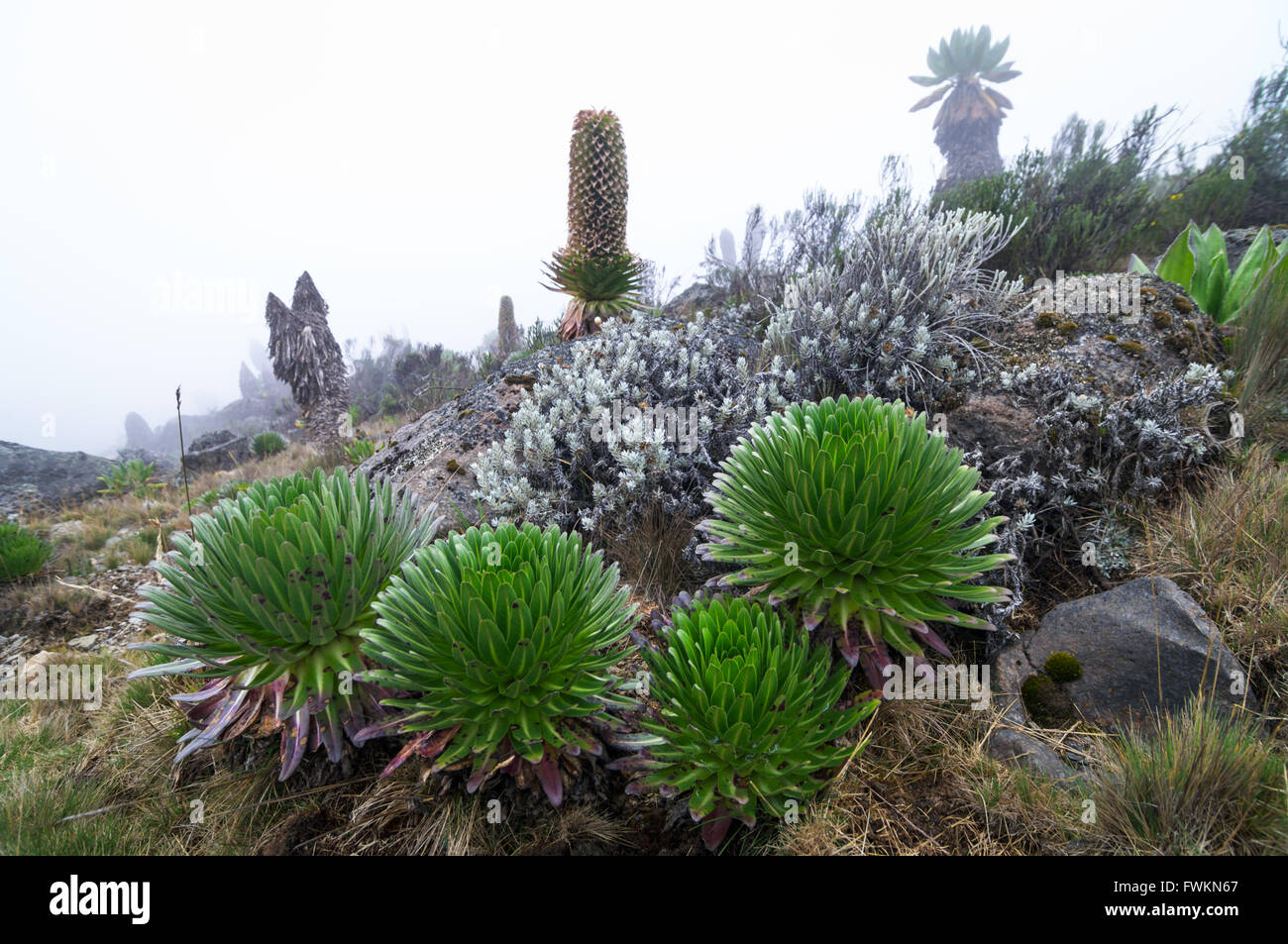 Wild garden of Giant Lobelia (Lobelia telekii) and Giant Groundsel (Senecio keniodendron) on Mt Kilimanjaro, Tanzania, Africa Stock Photo