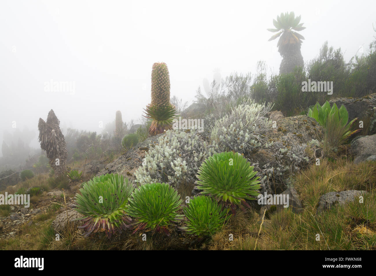 Giant Lobelia (Lobelia telekii) and Giant Groundsel (Senecio keniodendron) in mist on Mt Kilimanjaro, Tanzania, Africa Stock Photo