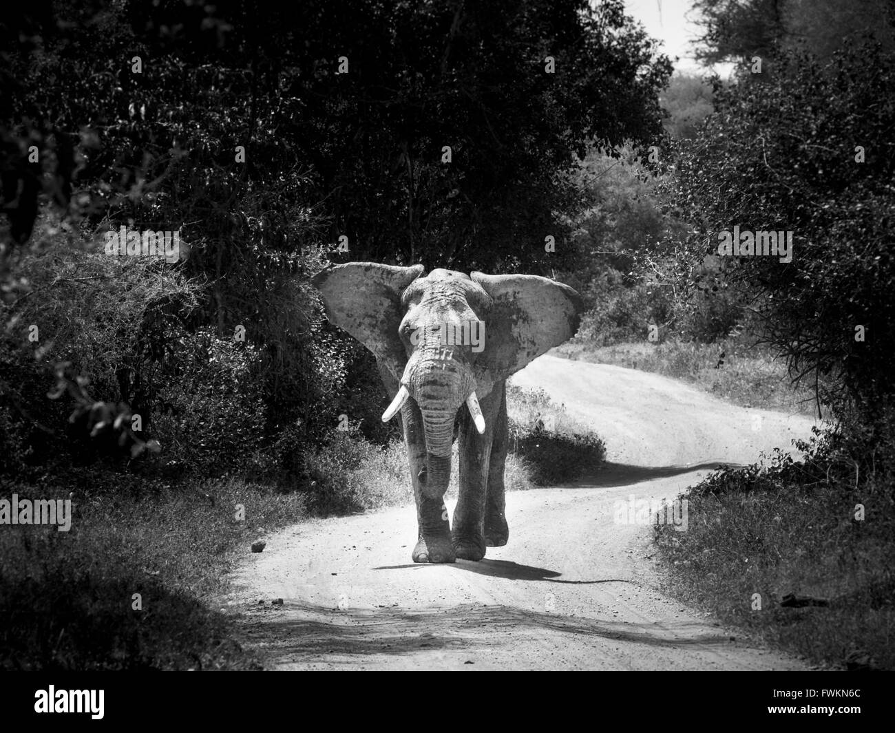 Black and white image of large bull elephant (Loxodonta africana) walking on road, Lake Manyara National Park, Tanzania, Africa Stock Photo