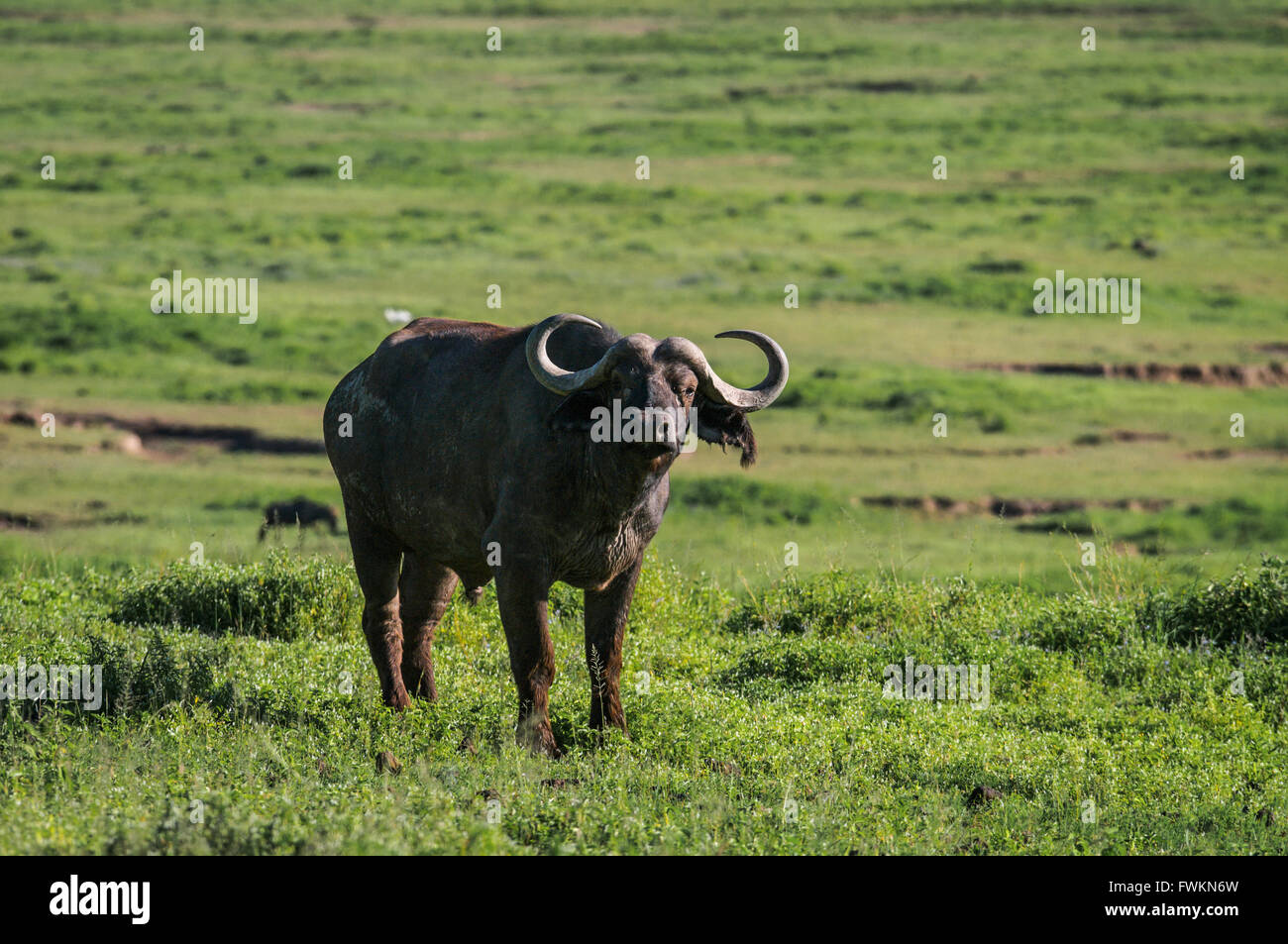 One African Buffalo (Syncerus caffer) standing in grassland in Ngorongoro Crater, Tanzania, Africa Stock Photo