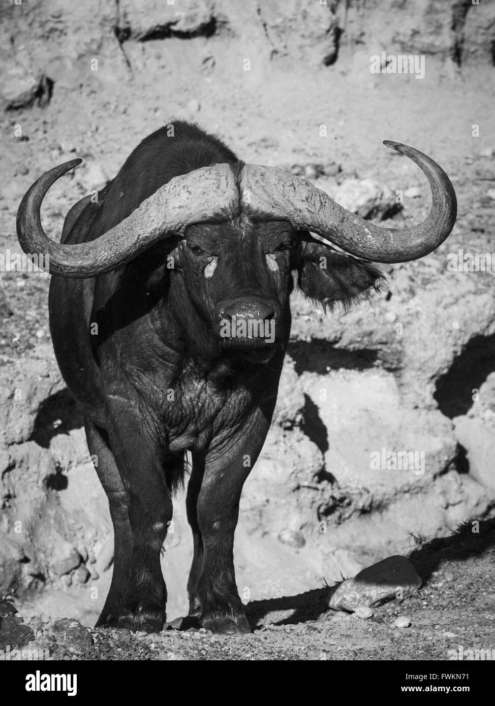 Black and white image of large African Buffalo (Syncerus caffer) with huge horns standing in Ngorongoro Crater, Tanzania, Africa Stock Photo