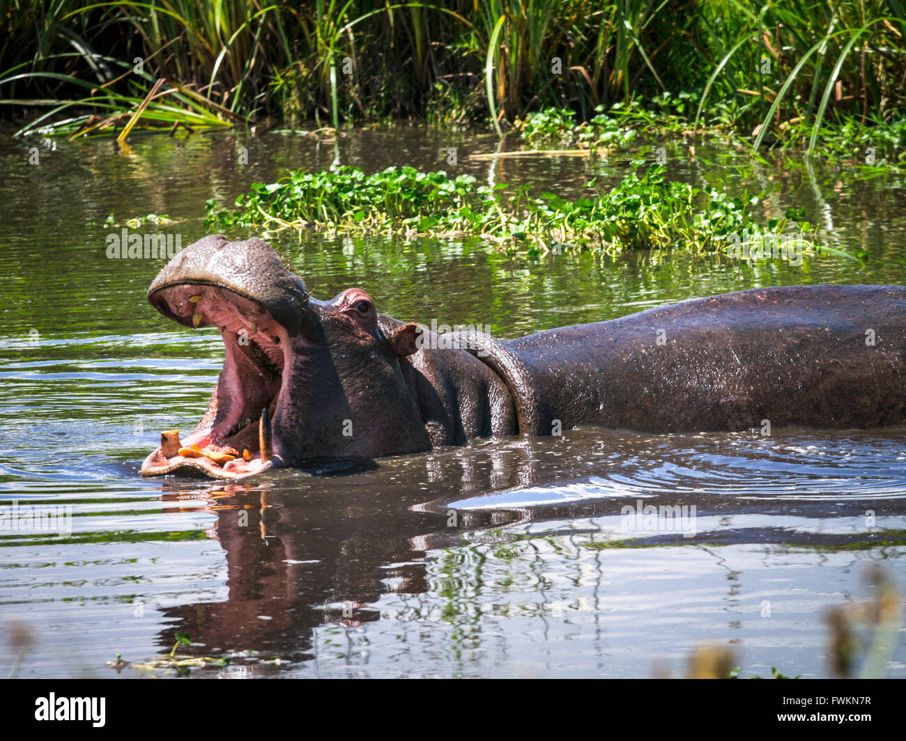 Hippopotamus (Hippopotamus amphibius) yawning while half-submerged in a pond in Ngorongoro Crater, Tanzania, Africa Stock Photo