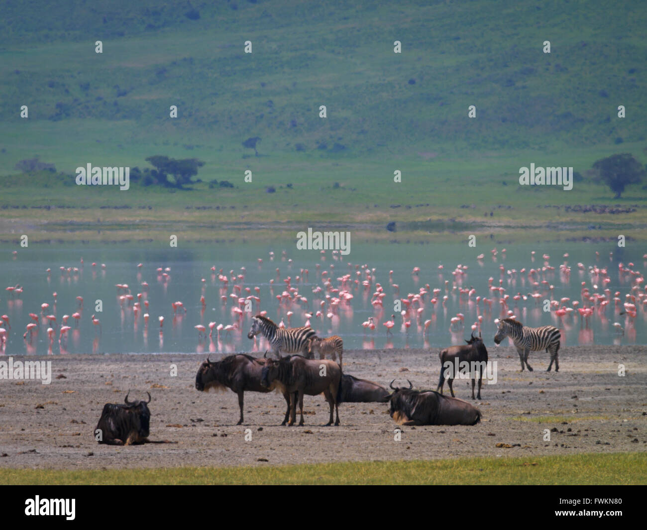 Lesser Flamingos (Phoenicopterus minor), Zebra (Equus quagga) and Wildebeest (Connochaetes taurinus) in Ngorongoro Crater Stock Photo
