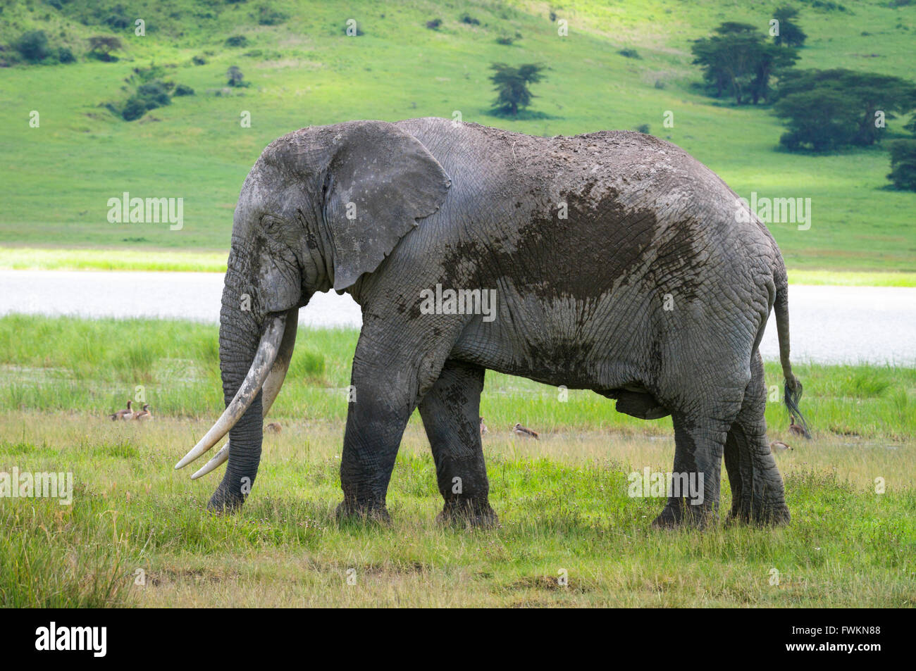 Large male African Elephant (Loxodonta africana) standing in Ngorongoro Crater, Tanzania, Africa Stock Photo